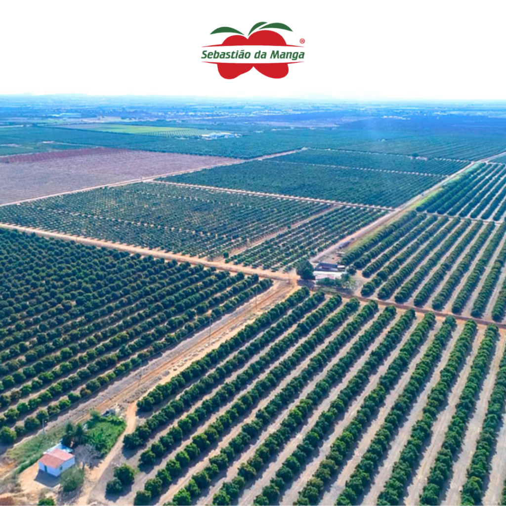 Fotografia aérea de plantação de mangas
