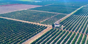 Fotografia aérea de plantação de mangas