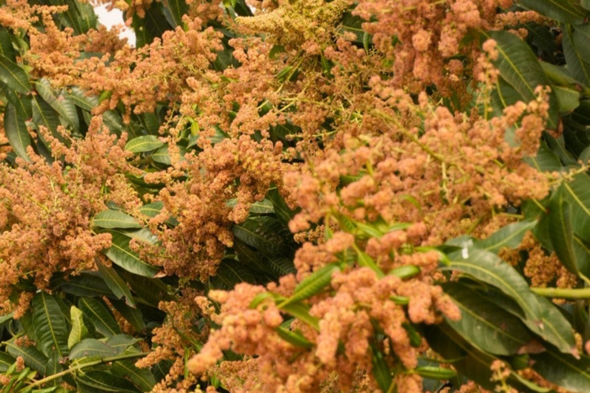 Floração - 2