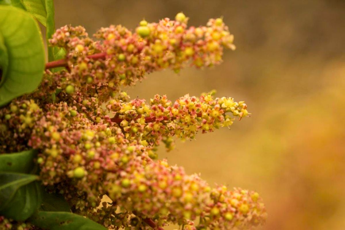 Floração - 4