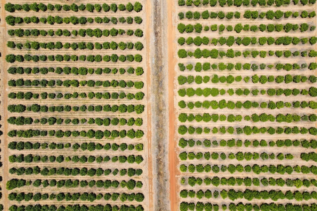 Foto aérea - 4